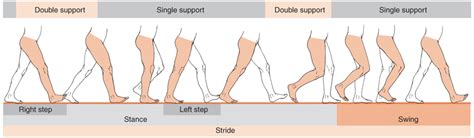 parkinsonian gait | pathological gait defination | pathological gait ...