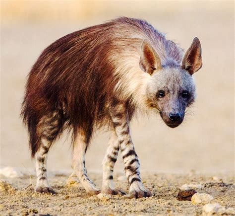 28 best images about BRAZEN BROWN HYENAS on Pinterest | Zimbabwe, The ...