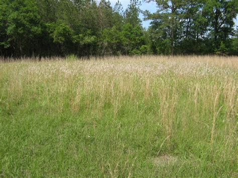 Cogongrass: one of the most invasive grasses – The Tylertown Times