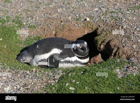 Magellanic penguin nesting on Magdalena Island, Chile Stock Photo - Alamy