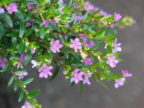 Mexican Heather - Stabroek News