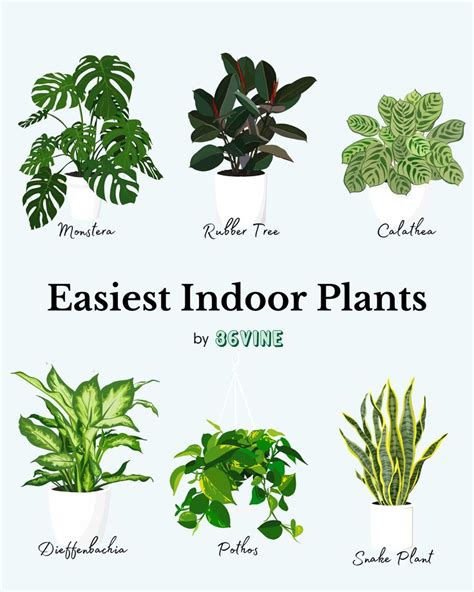 easiest indoor plants to care for | Easy house plants, Plant care ...