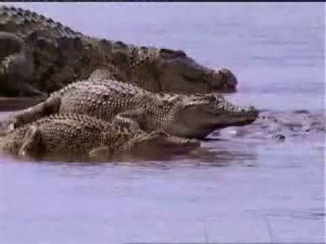 Giant Crocodile Gustave Captured