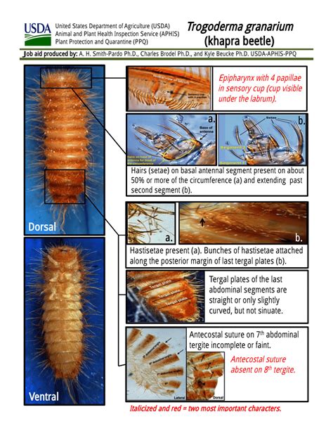 (PDF) Identification of the immature stages of Trogoderma granarium ...