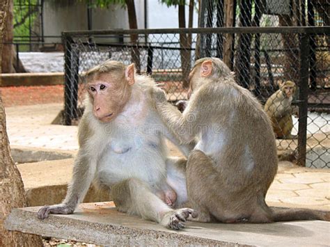 Monkeys playing stock image. Image of monkey, tamilnadu - 2747043