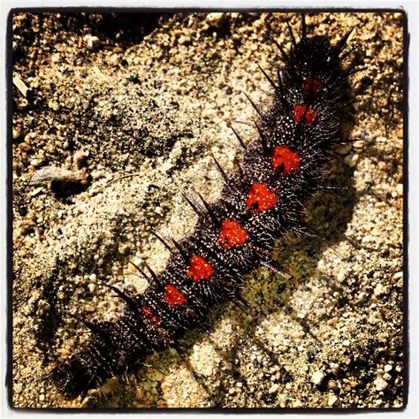 Fuzzy caterpillar red and black coated with sand crossing the trail ...