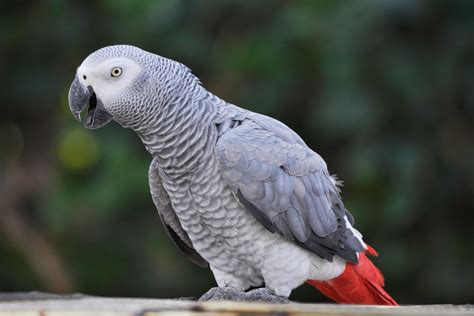 The Complete Guide to African Grey Parrot Care