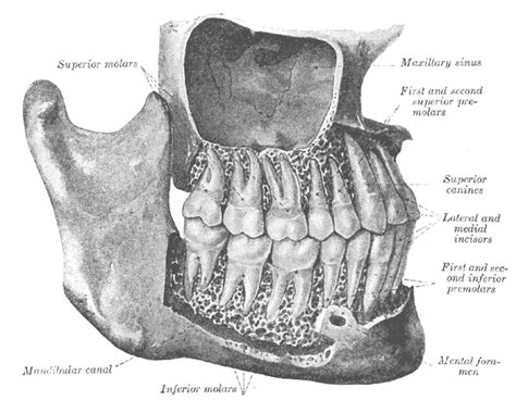 Mandibular Canal - Location, Function and Pictures