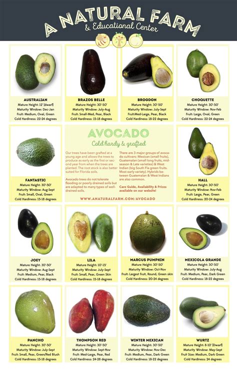 Avocado Varieties | ubicaciondepersonas.cdmx.gob.mx