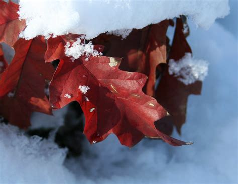 red & white winter | "Snowflakes are one of nature's most fr… | Flickr