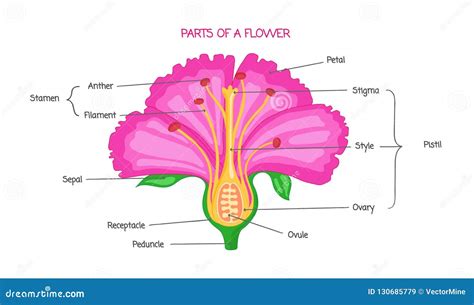 Labeled Flower Model Sketch | Best Flower Site