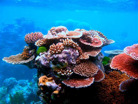 Great Barrier Reef Marine Park | National Museum of Australia