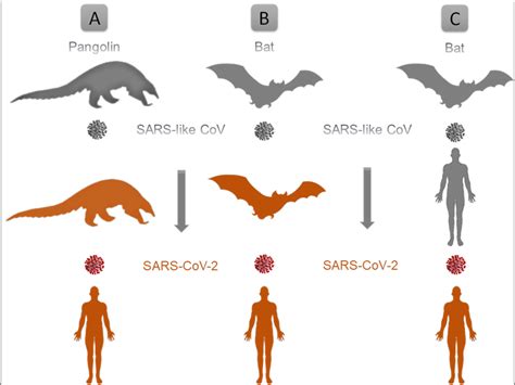 A biography of coronaviruses from IBV to SARS-CoV-2, with their ...