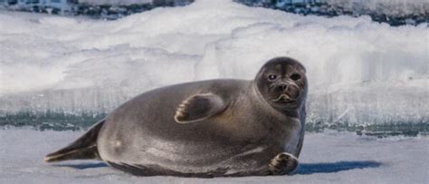 10 Key Facts About Seals - A-Z Animals