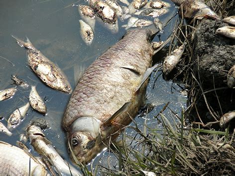 How Oil Spills Affect Fish and Whales | response.restoration.noaa.gov