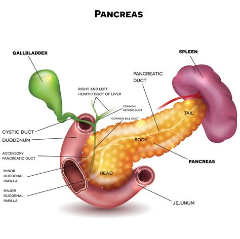 Pancreatic Cancer Types | Johns Hopkins Medicine