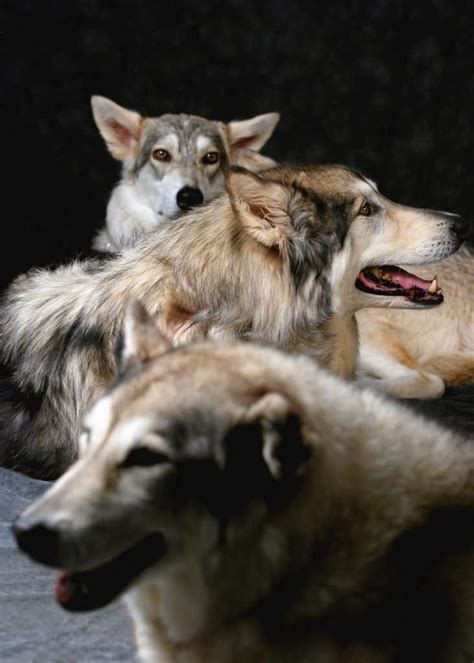 A Complete Guide To The Utonagan | Your Dog Advisor