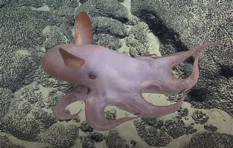 14 Dumbo Octopus Facts - Fact Animal