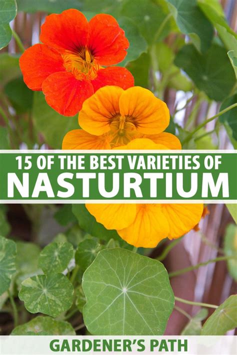 15 of the Best Nasturtium Varieties | Gardener’s Path