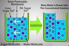 11 Examples Of Osmosis In Real Life – StudiousGuy