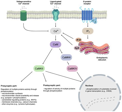 IJMS | Free Full-Text | The Calcium/Calmodulin-Dependent Kinases II and ...