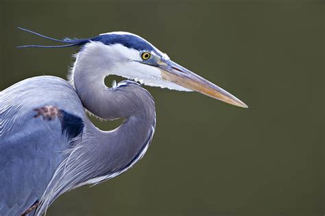 Do Great Blue Herons Migrate? Everything You Need to Know! - Optics Mag