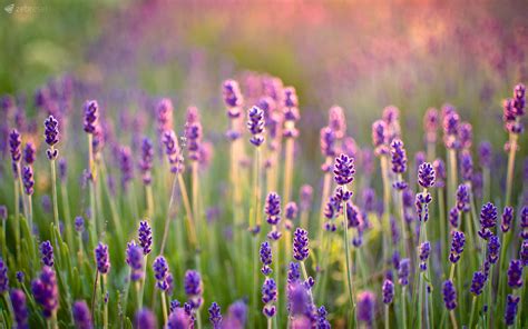 166 Lavender HD Wallpapers | Backgrounds - Wallpaper Abyss - Page 3