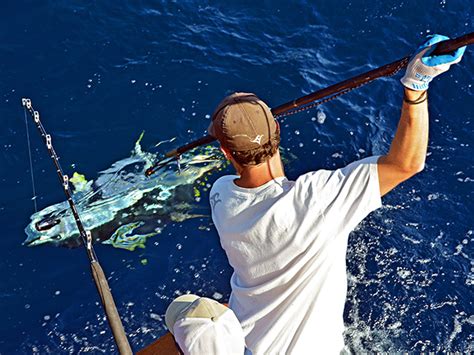 Stick It! How to Harpoon a Fish