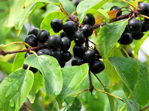 All About Invasive Buckthorn – Virtual | Green Bay Trail