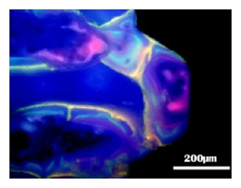 Fluorochrome labeling images under fluorescence microscopy. (a) and (e ...