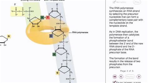 RNA synthesis Animation - YouTube