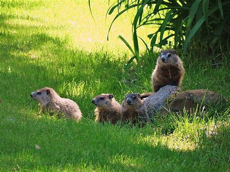 Groundhog Baby - Animal Facts Encyclopedia