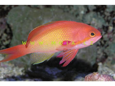 Pseudanthias squamipinnis "male" – bradáč šupinoploutvý | MOIA.cz