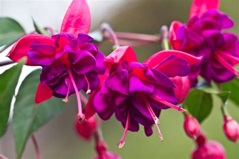 8 Top Varieties of Fuchsia Flowers