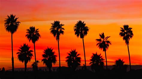 Palm Trees, Orange, Pink, Sky, Sunset