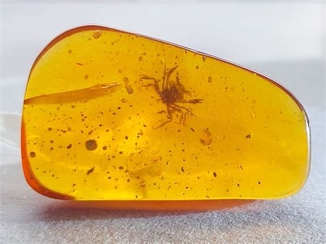 Dominican Amber Large Fossil Amber International | ubicaciondepersonas ...