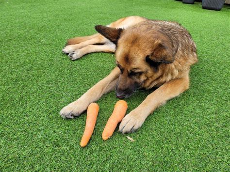 Homemade German Shepherd Food: A Beginner's Guide & Recipes - World of Dogz