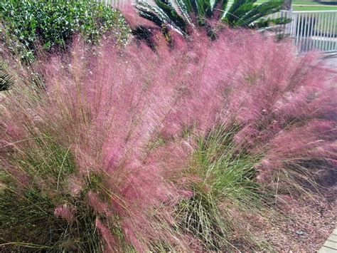 40 Pink Muhly­ Grass Seeds