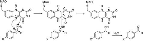 Deamination of benzylamines by MAO enzymes | Download Scientific Diagram