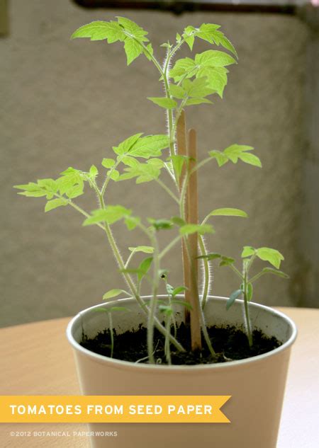 Tomatoes Growing From Seed