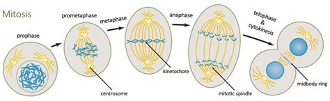 Cell Cycle Phases