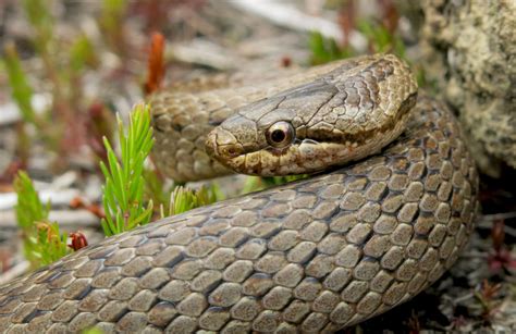 Smooth Snake in July 2019 by Ryan van Huyssteen · iNaturalist