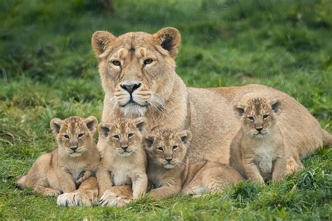 Fota Wildlife Park announces birth of four endangered lion cubs | Newstalk