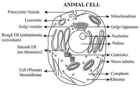 Plant Cell And Animal Cell Structure And Function