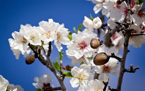 Almond Blossom in Mallorca | Majorca in January | Blossoms in Mallorca