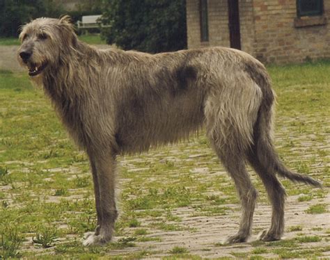 Irish Wolfhound Breed Guide - Learn about the Irish Wolfhound.