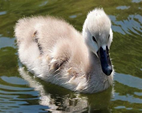 What Do Baby Swans Look Like? & 12 Amazing FAQs!