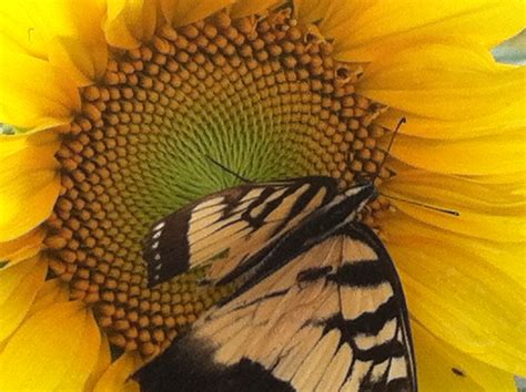 Magical Sunflowers-Fibonacci Spiral