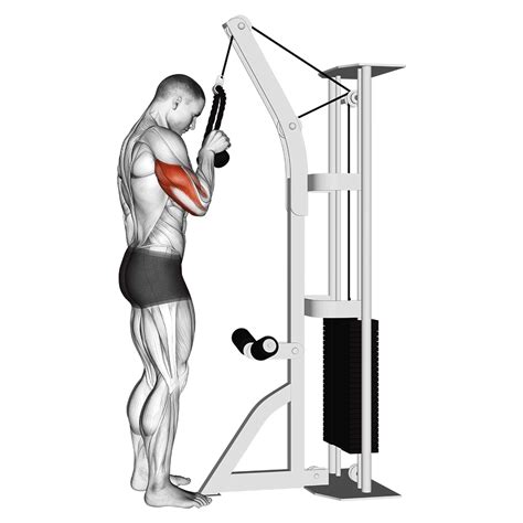 9 Great Triceps Pushdown Alternatives to Maximize Gains - Inspire US