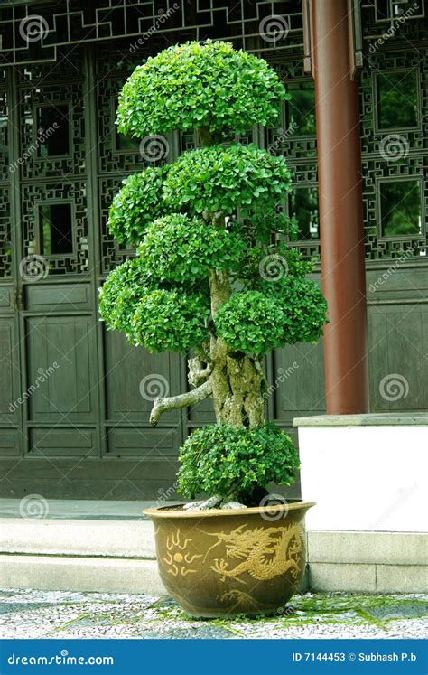 Indoor Bonsai Tree in a Pot Stock Image - Image of flora, tree: 7144453